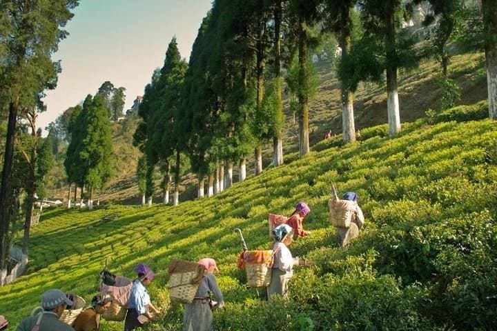 Tea Plantations of Munnar