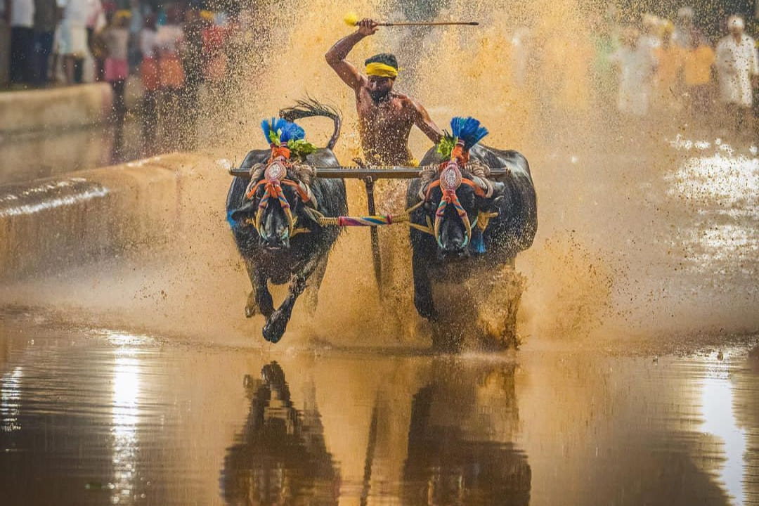 Kambala