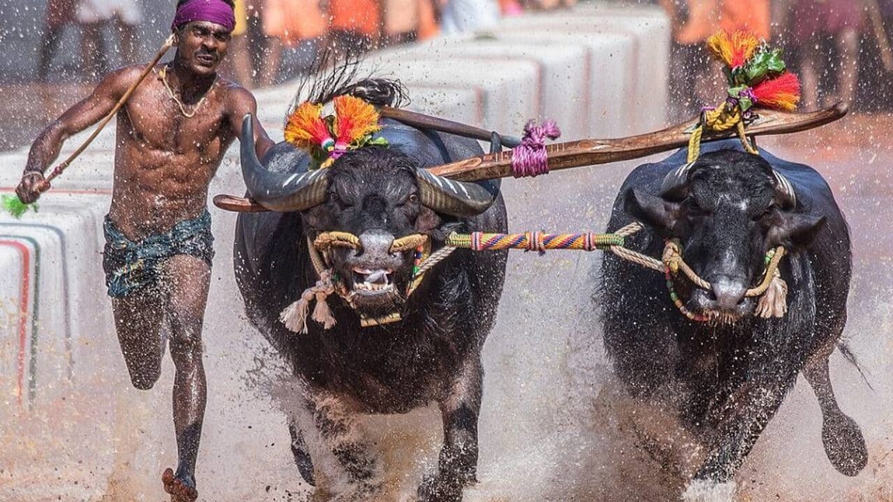 Kambala