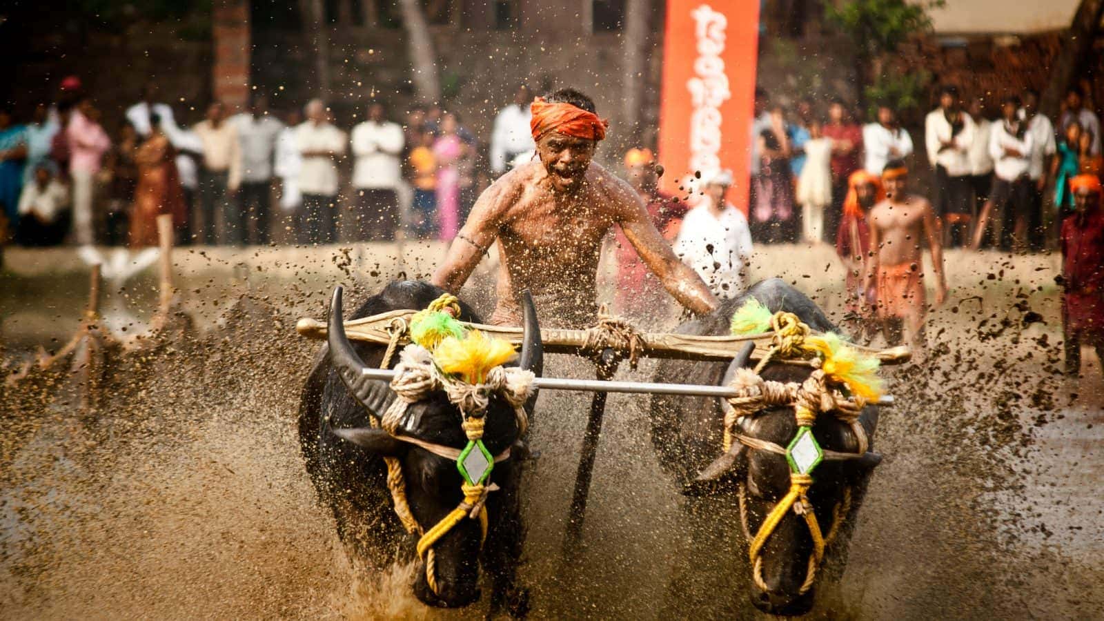 Kambala