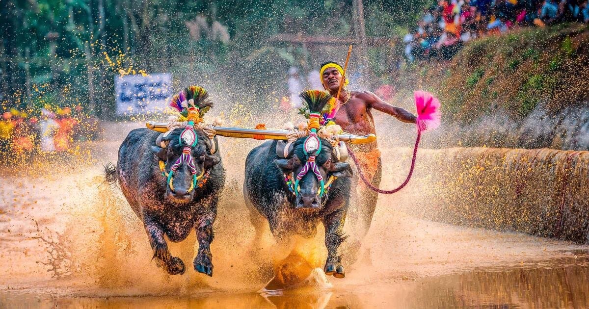 Kambala