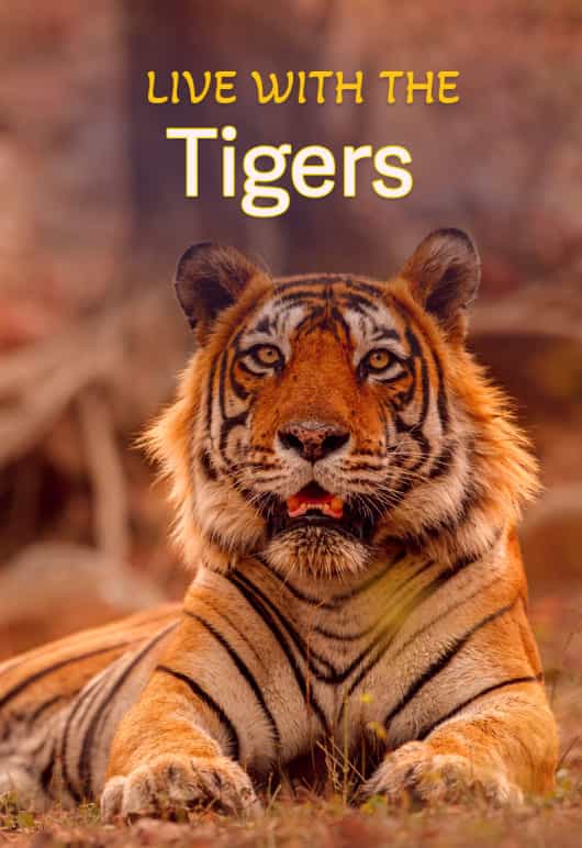 Stay with Tigers in Jim Corbett, Uttrakhand